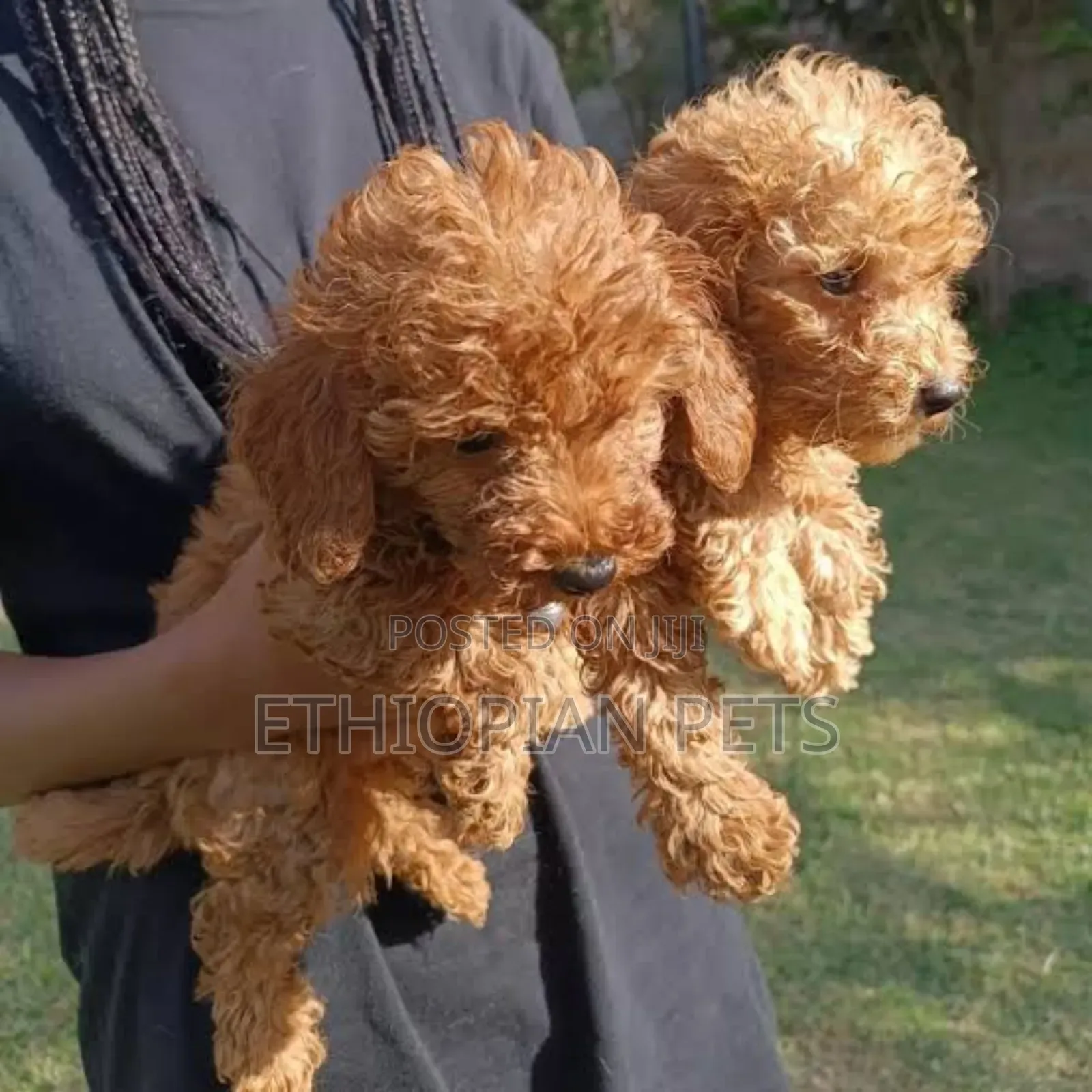 1-3 months Female Purebred Poodle