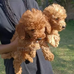 1-3 months Female Purebred Poodle