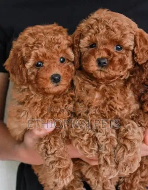 1-3 months Male Purebred Poodle