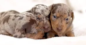 1-3 months Male Purebred Dachshund