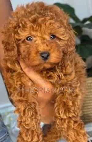 1-3 months Male Purebred Poodle