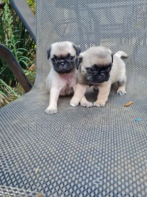 1-3 months Male Purebred Pug