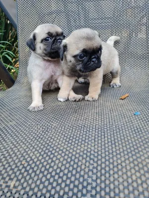 1-3 months Male Purebred Pug