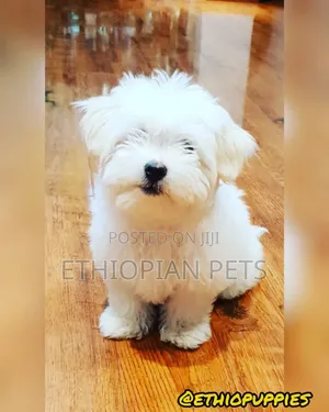 1-3 months Male Purebred Maltese