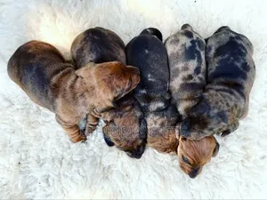 0-1 month Male Purebred Dachshund