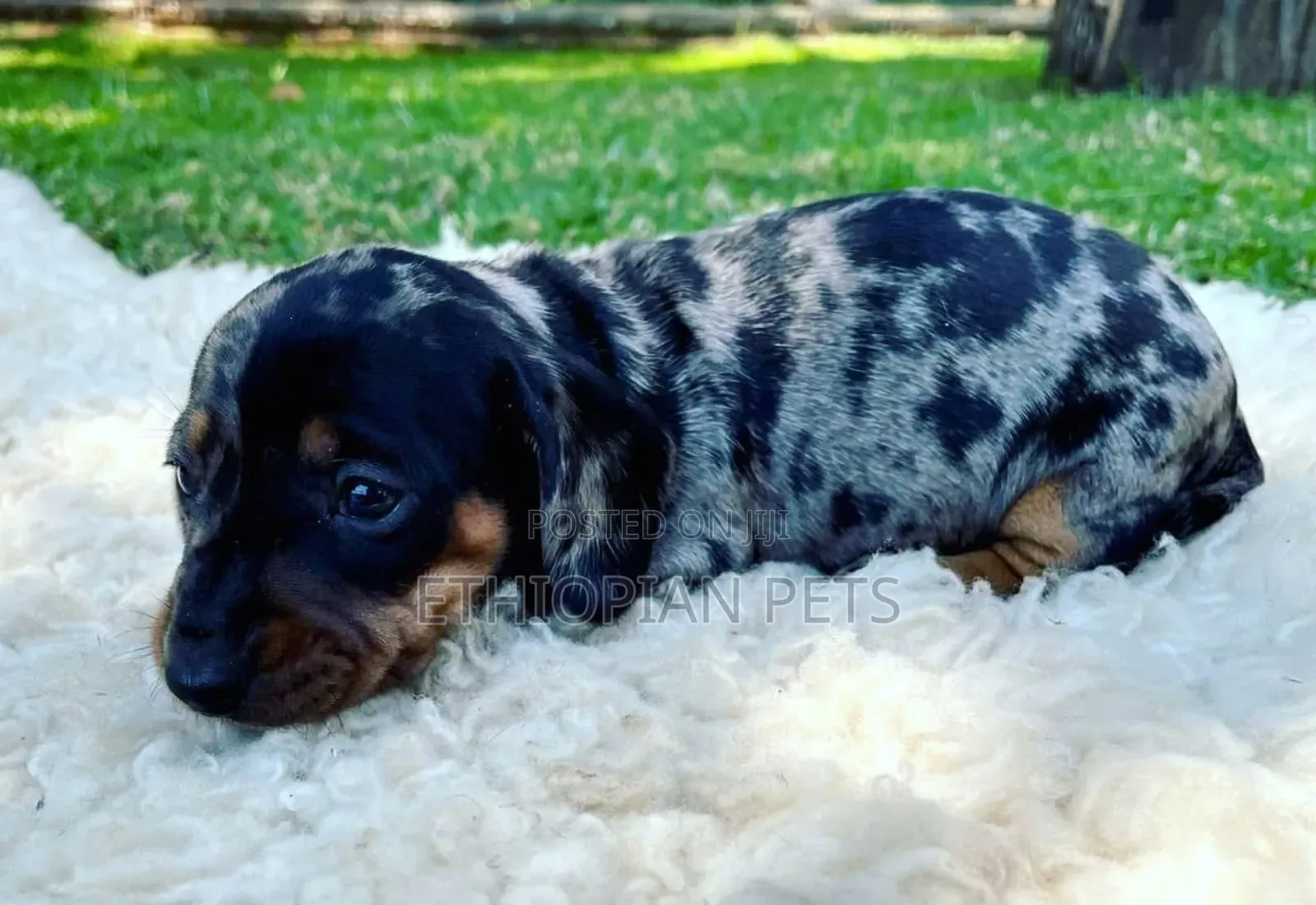 0-1 month Male Purebred Dachshund