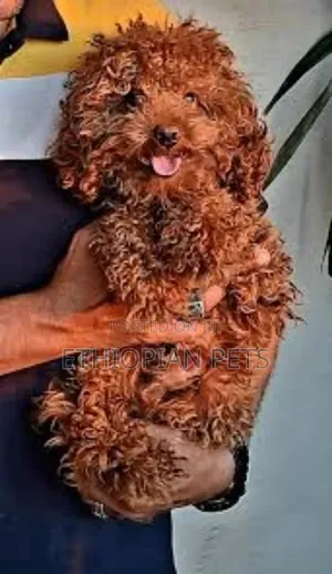 1-3 months Male Purebred Poodle
