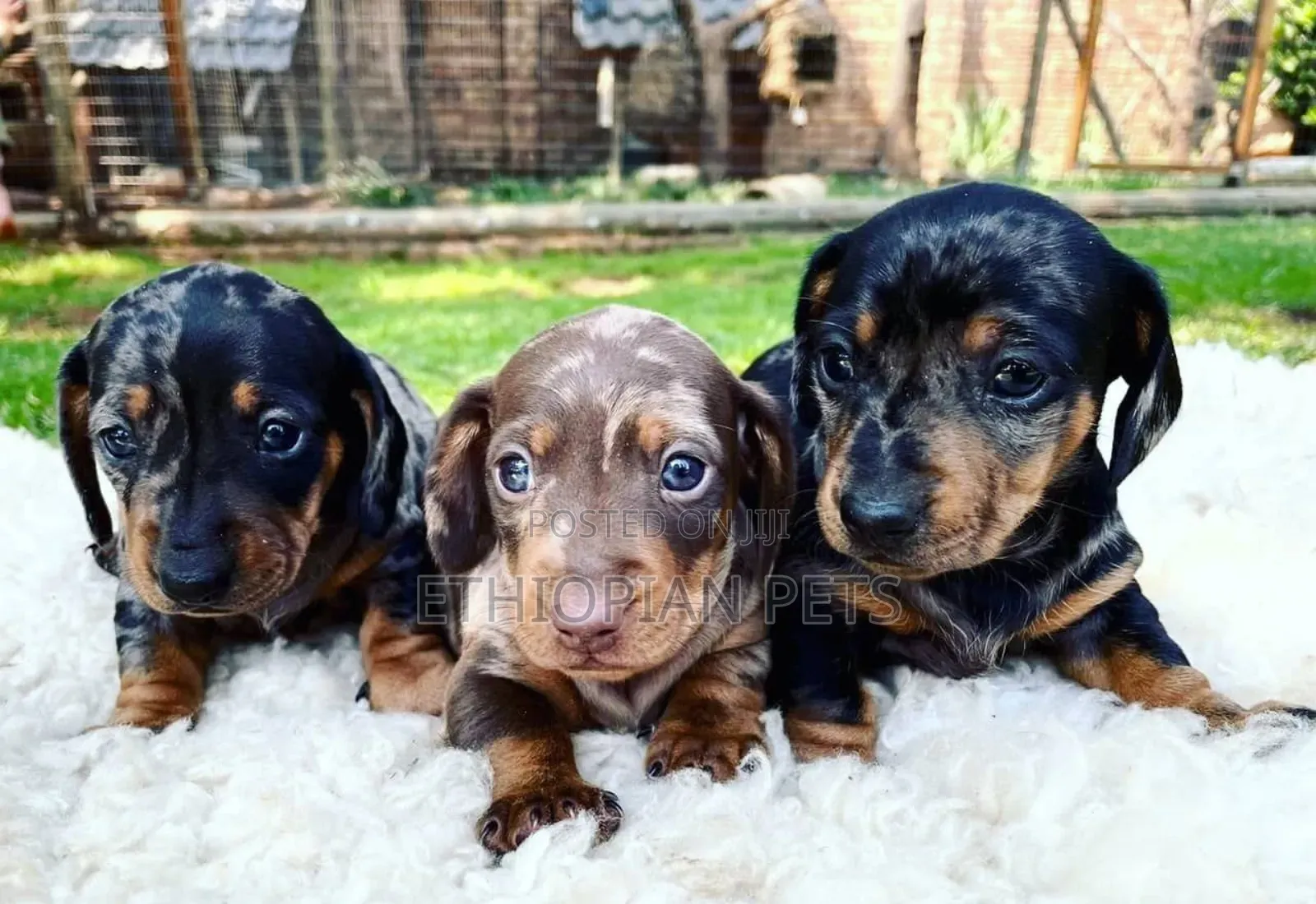 1-3 months Male Purebred Dachshund
