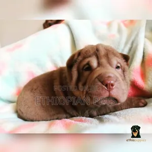 1-3 months Male Purebred Chinese Shar-Pei