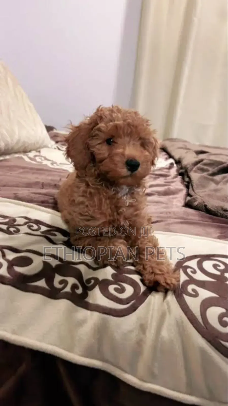 1-3 months Male Purebred Poodle