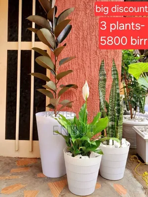 Natural Plants