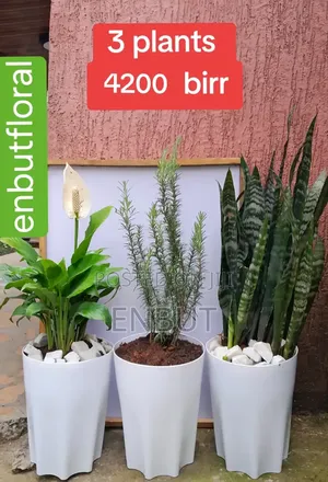 Natural Plants