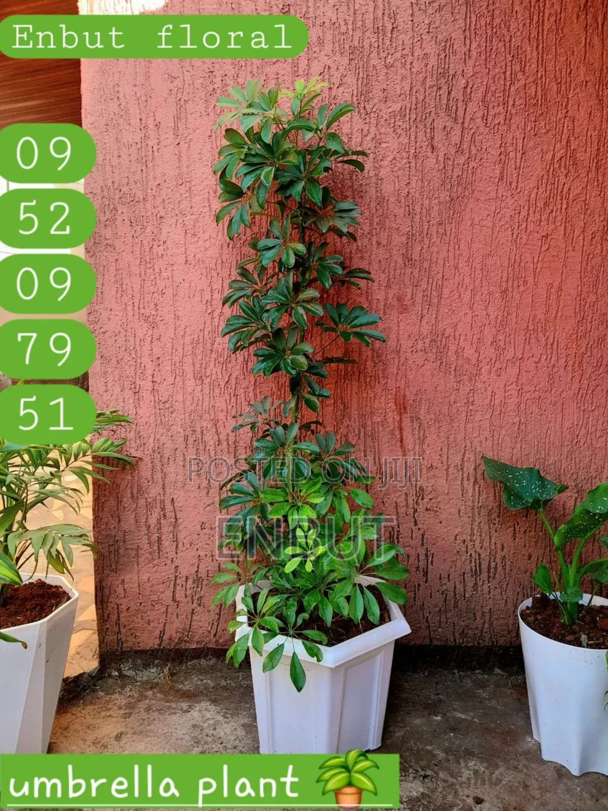 Natural Plants
