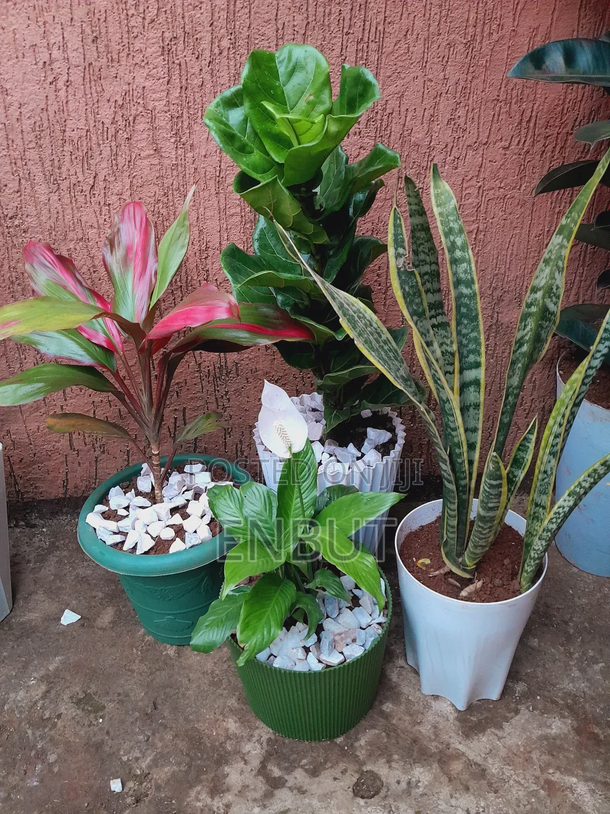 Natural Plants