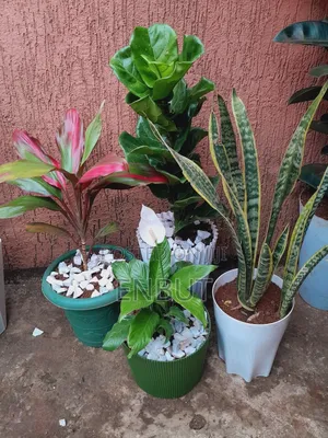 Natural Plants