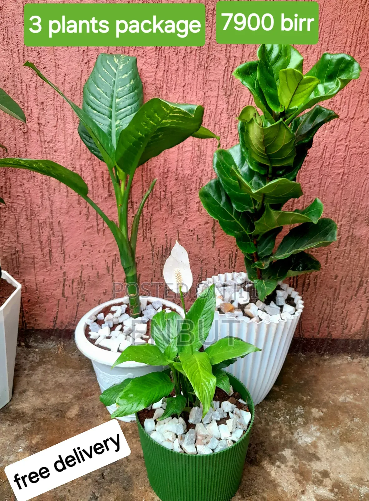 Natural Plants