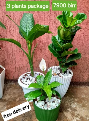Natural Plants