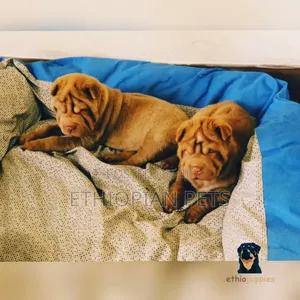 1-3 months Male Purebred Chinese Shar-Pei