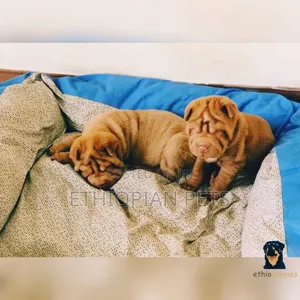 1-3 months Male Purebred Chinese Shar-Pei