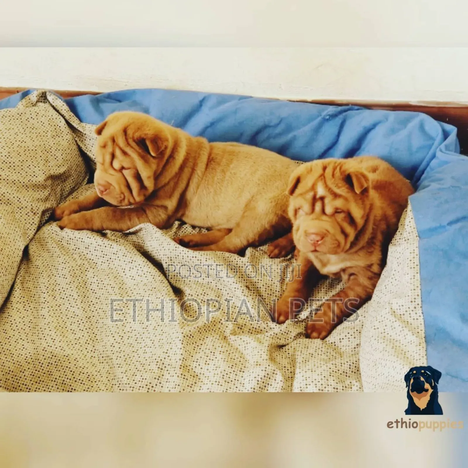 1-3 months Male Purebred Chinese Shar-Pei