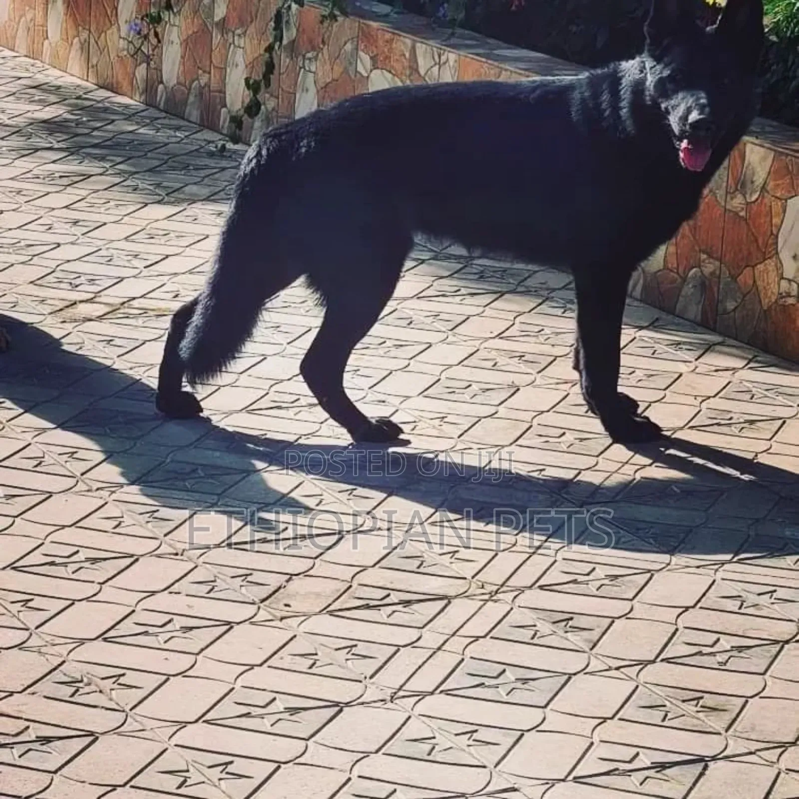 6-12 months Male Purebred German Shepherd