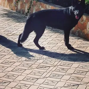6-12 months Male Purebred German Shepherd
