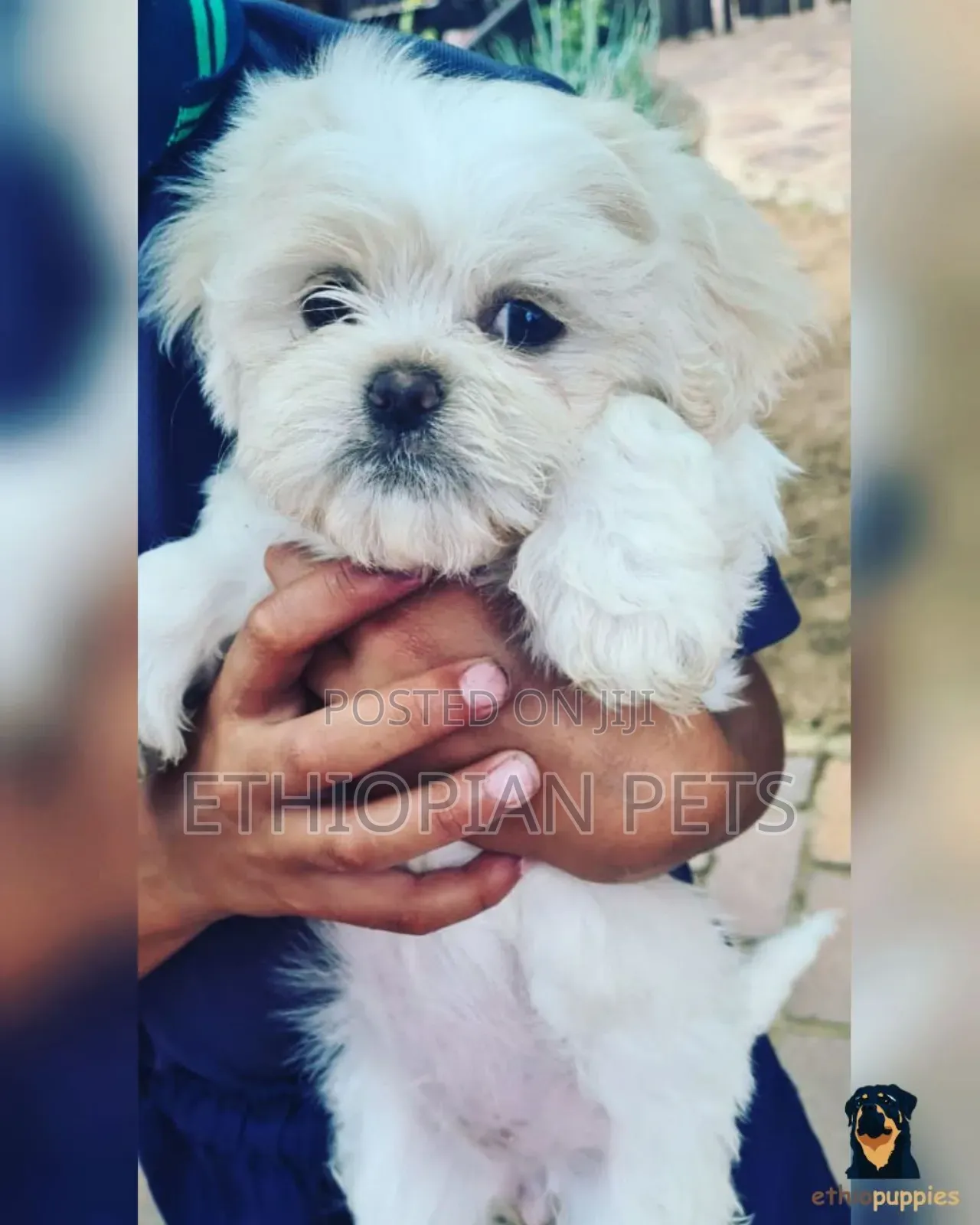 1-3 months Male Purebred Maltese
