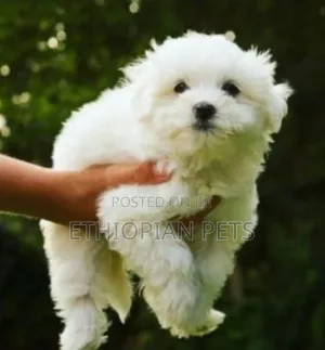 1-3 months Male Purebred Maltese