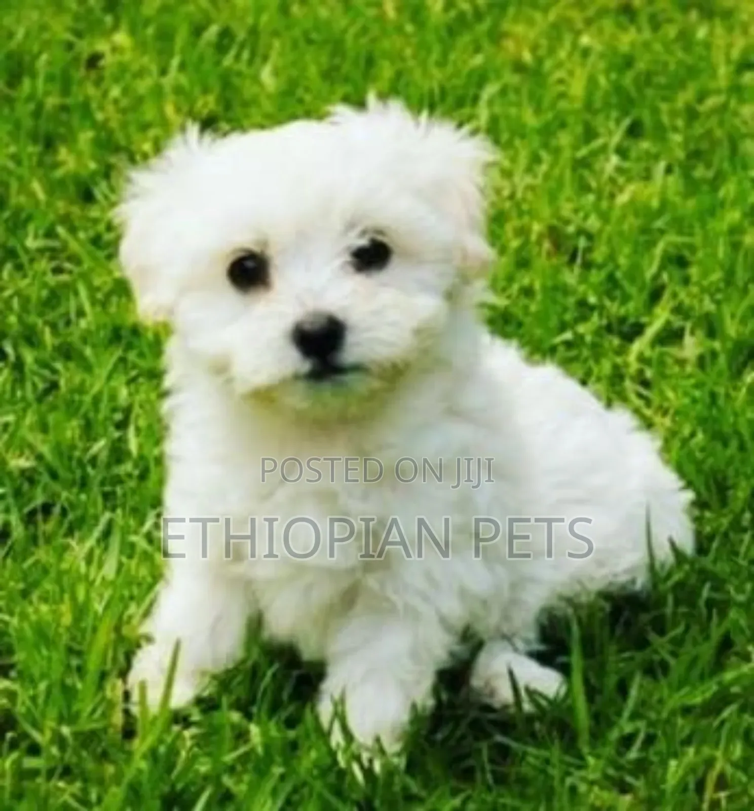 1-3 months Male Purebred Maltese