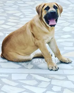 3-6 months Male Purebred Boerboel