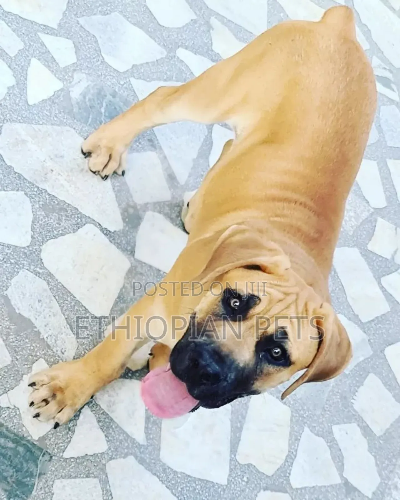 3-6 months Male Purebred Boerboel
