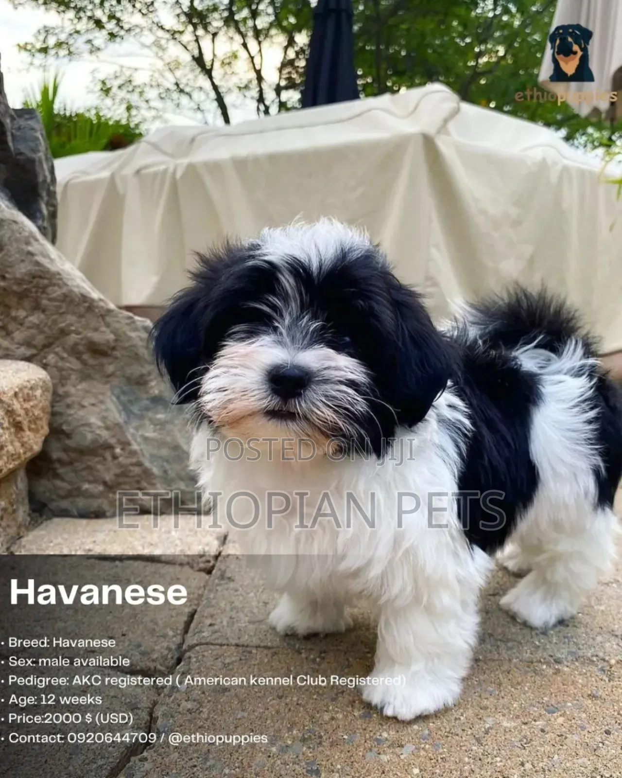 1-3 months Male Purebred Havanese