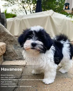 1-3 months Male Purebred Havanese