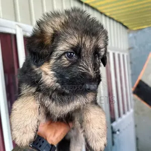 1-3 months Male Purebred German Shepherd