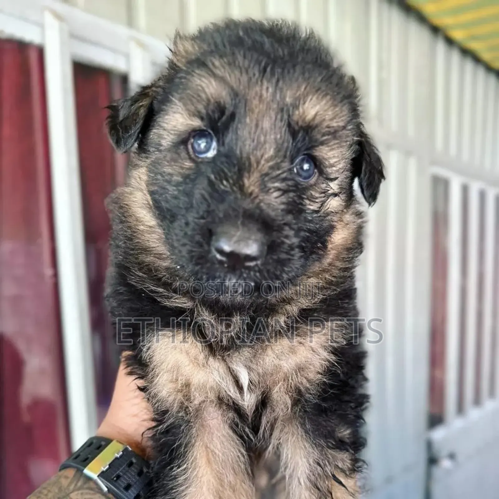 1-3 months Male Purebred German Shepherd
