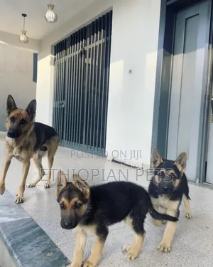 1-3 months Male Purebred German Shepherd
