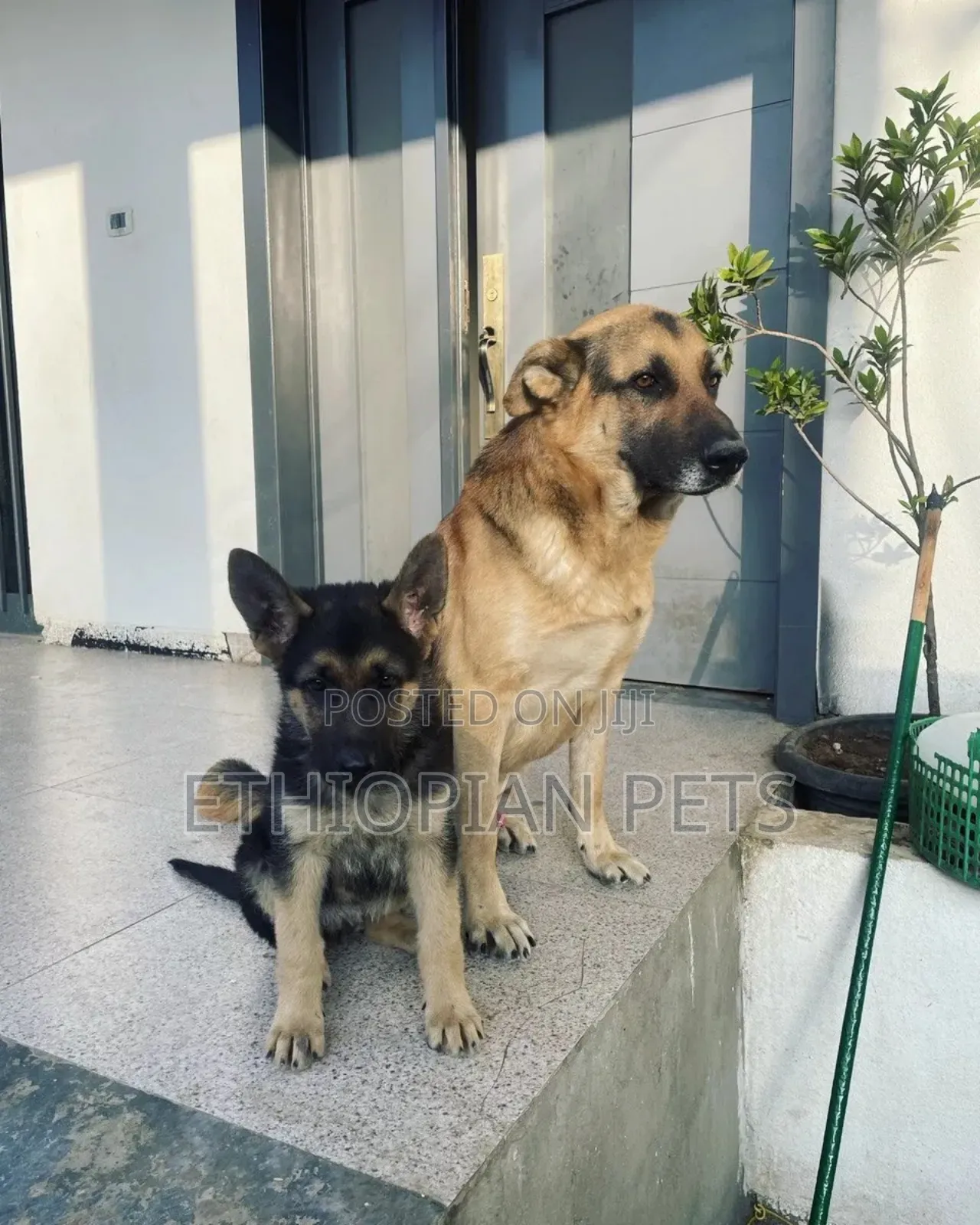 1-3 months Male Purebred German Shepherd