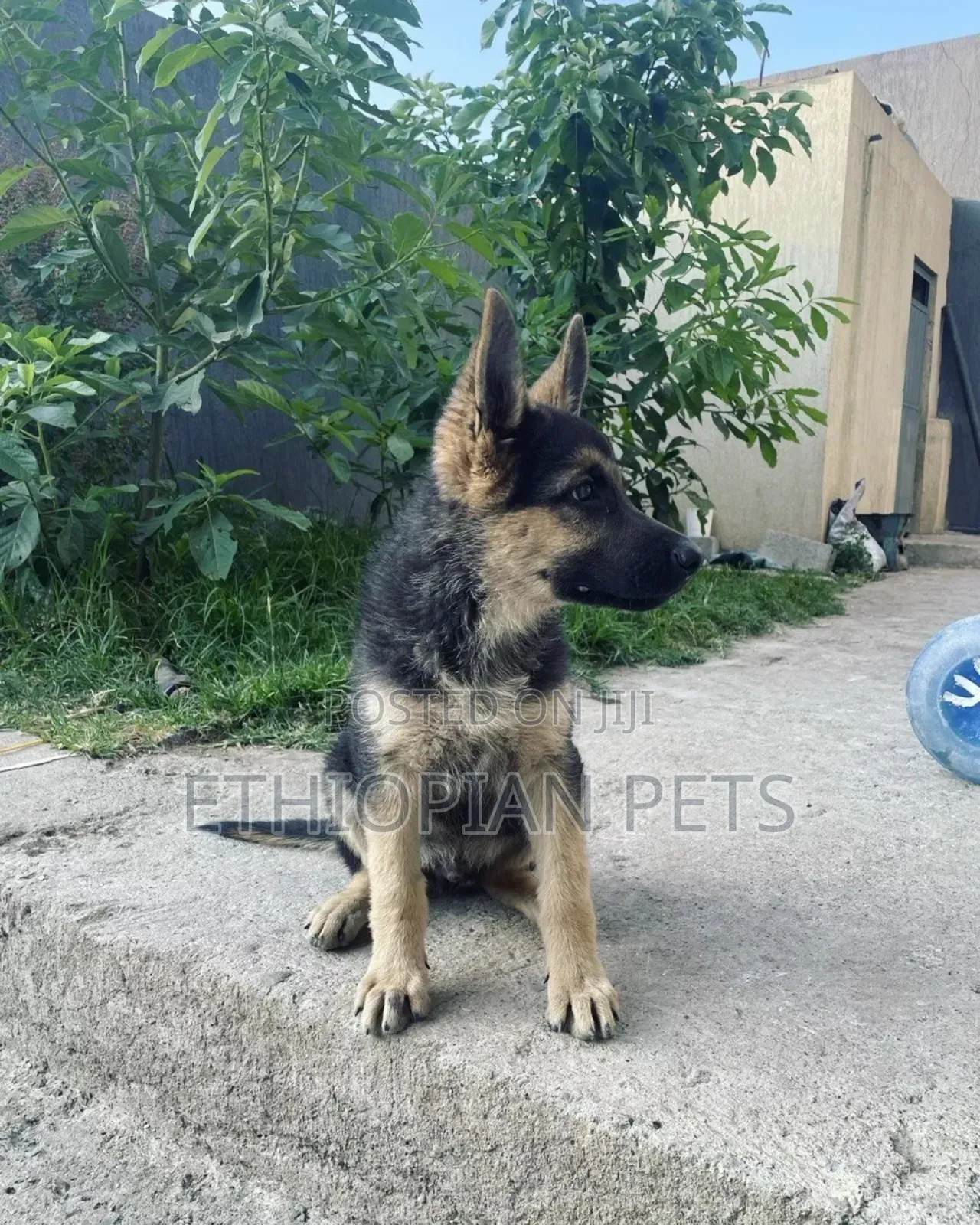 1-3 months Male Purebred German Shepherd