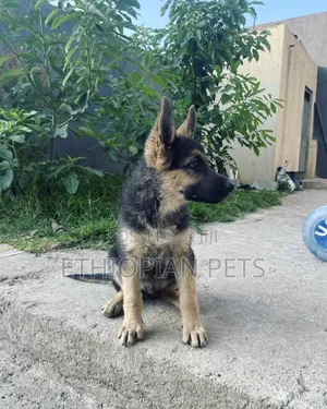 1-3 months Male Purebred German Shepherd