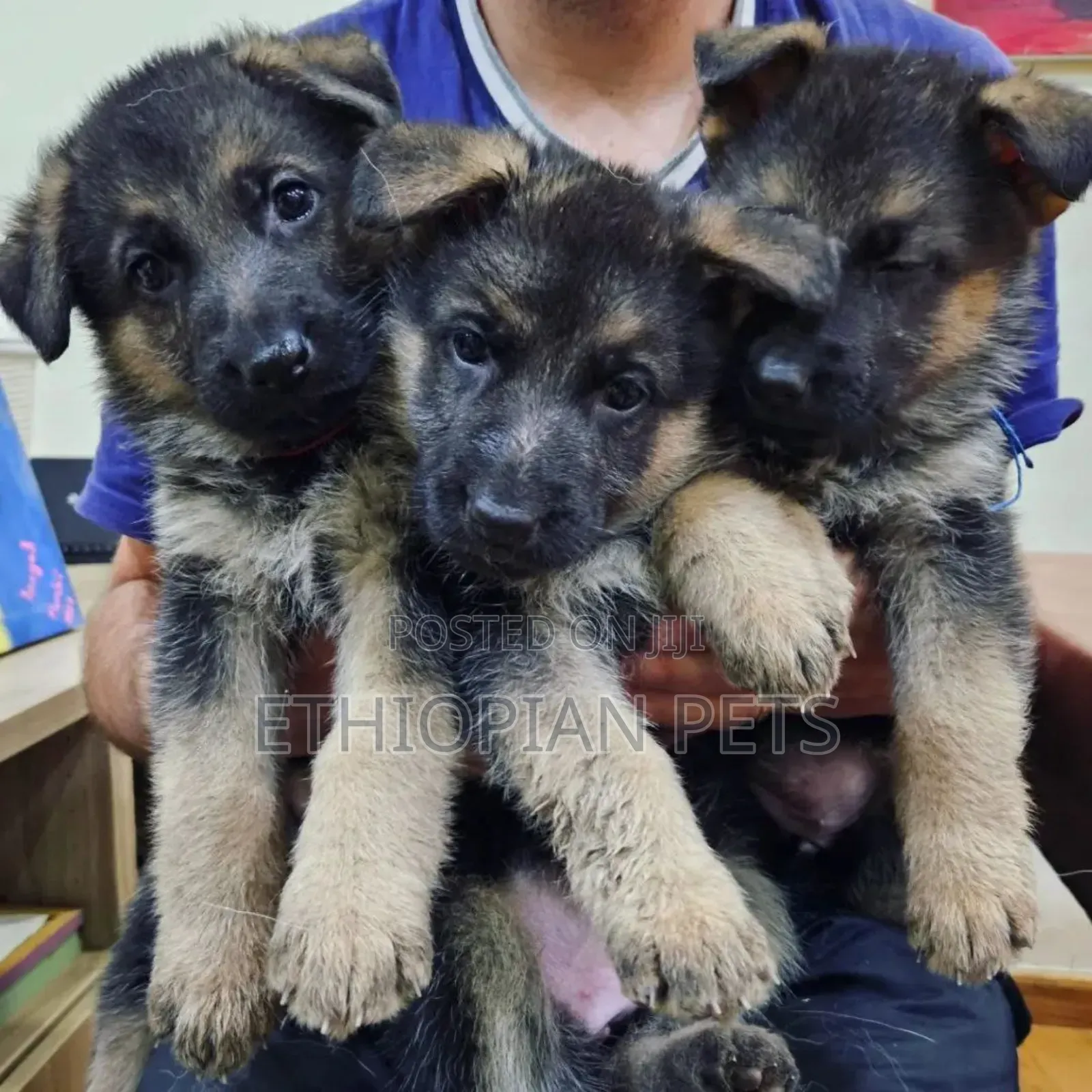 1-3 months Male Purebred German Shepherd