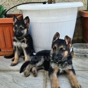 1-3 months Male Purebred German Shepherd
