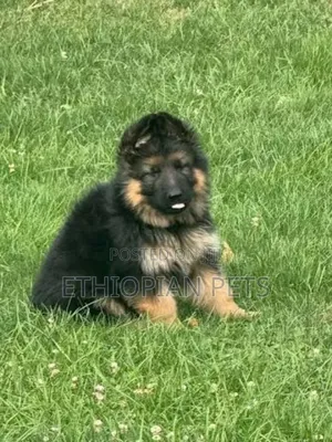 1-3 months Male Purebred German Shepherd