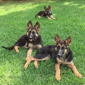 1-3 months Male Purebred German Shepherd
