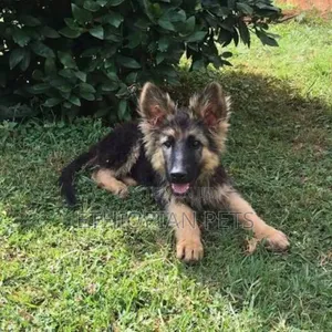 1-3 months Male Purebred German Shepherd