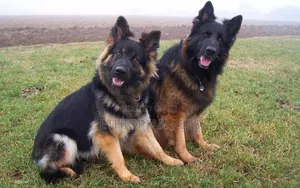 1-3 months Male Purebred German Shepherd