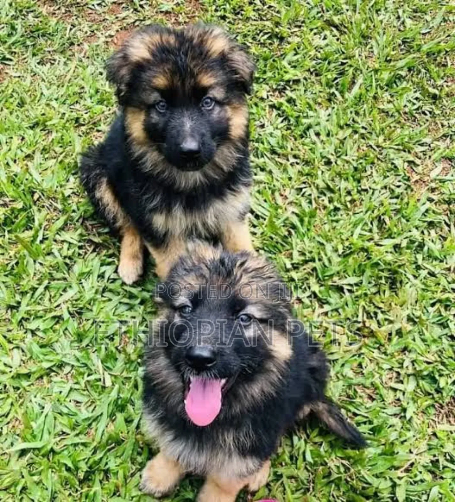 1-3 months Male Purebred German Shepherd