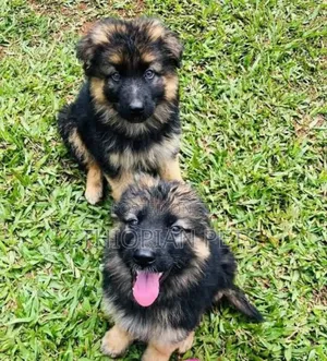 1-3 months Male Purebred German Shepherd