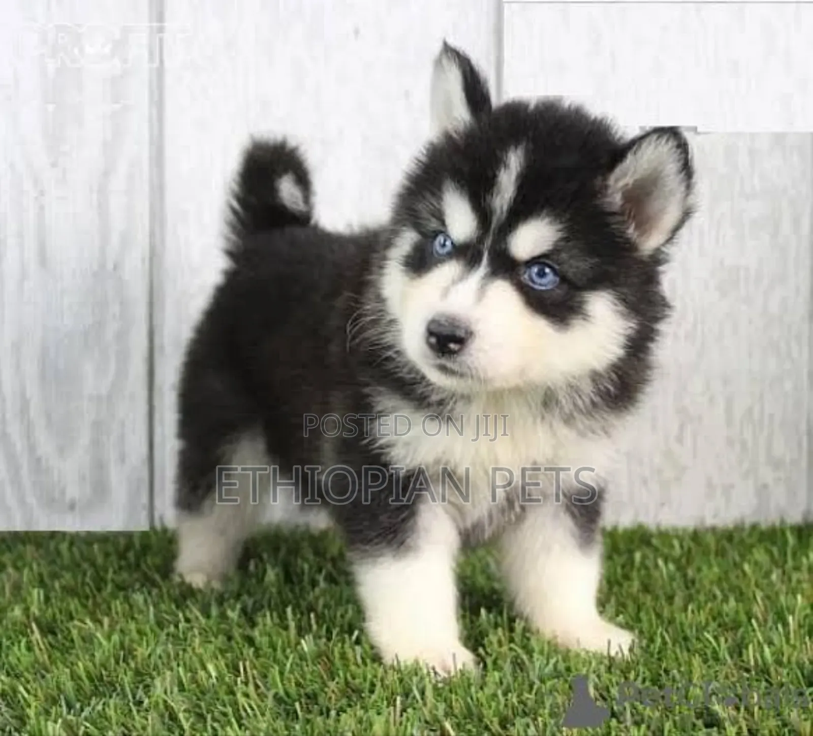 1-3 months Male Purebred Siberian Husky