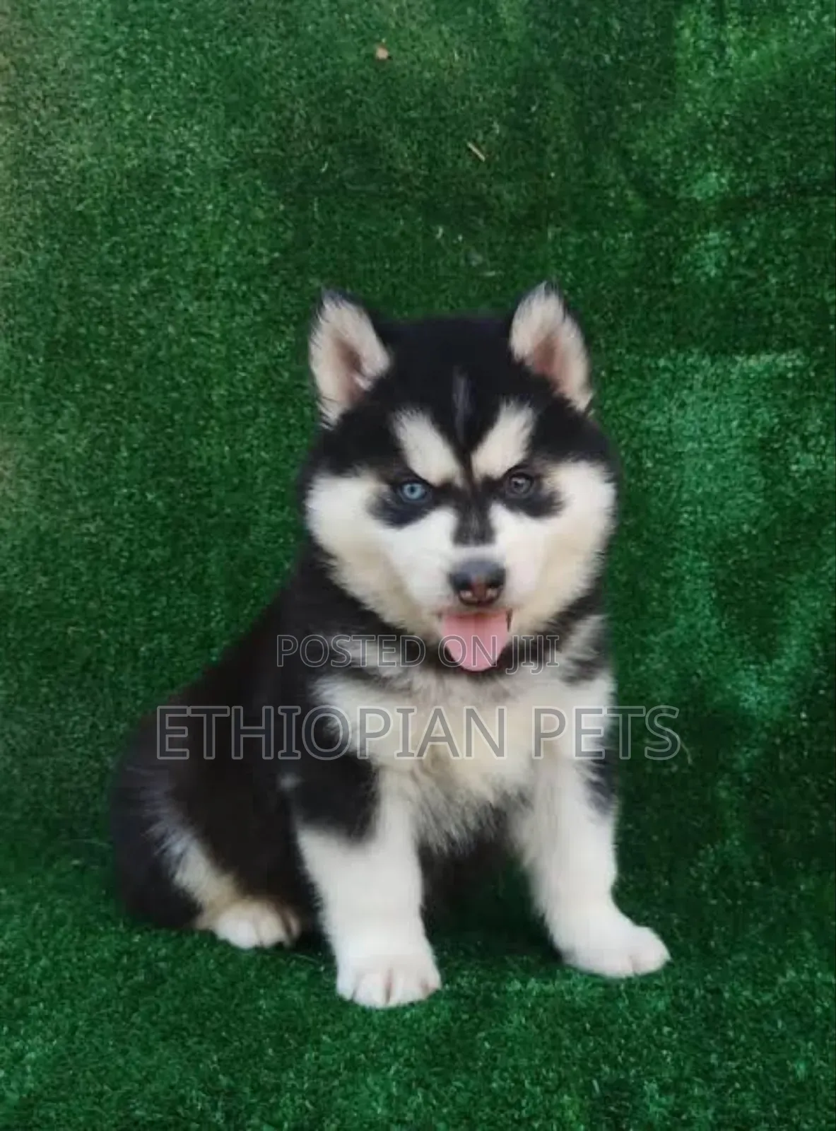 1-3 months Male Purebred Siberian Husky