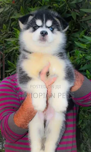 1-3 months Female Purebred Siberian Husky